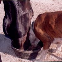 Does your horse need a grain/concentrate?