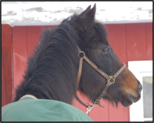 Winter Laminitis