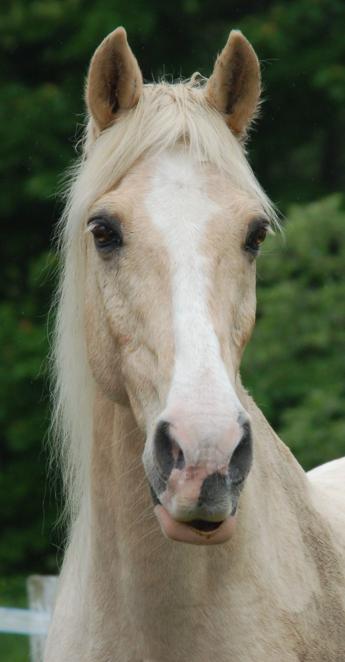 My Personal Journey with the Equine Cushings & Insulin Resistance Group (ECIR)