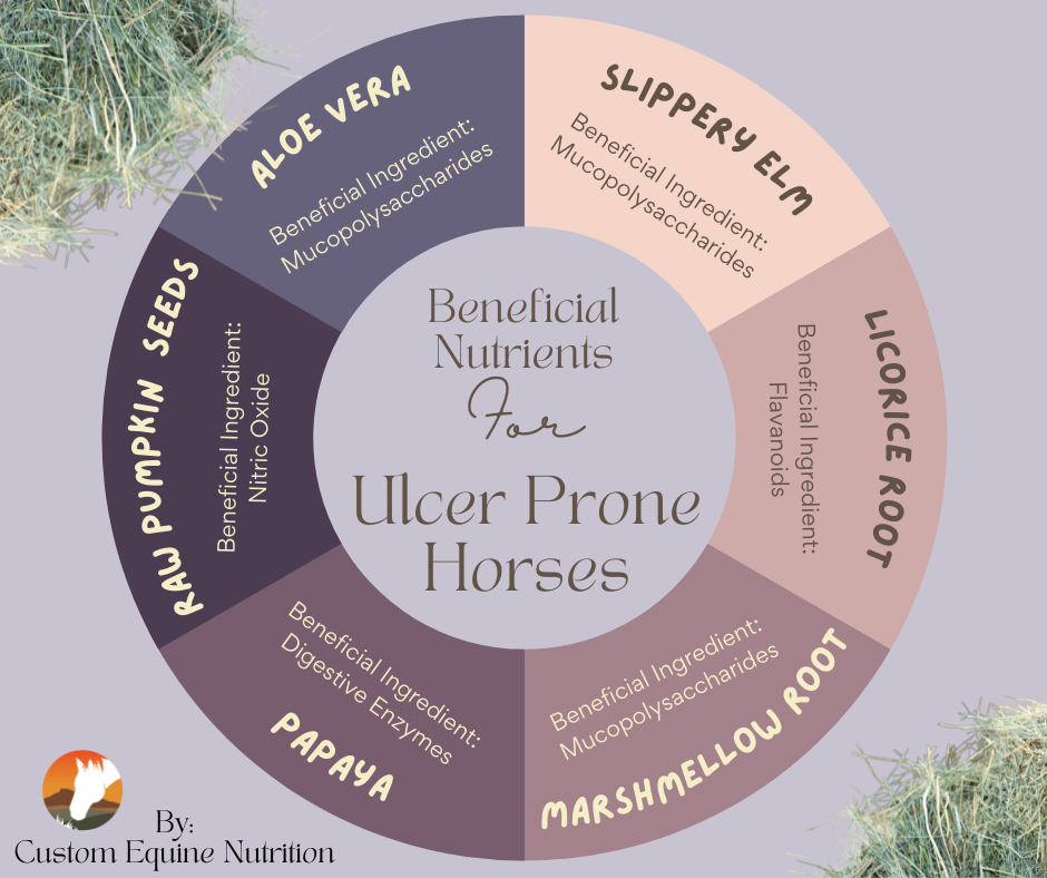 Beneficial Nutrients for Ulcer Prone Horses