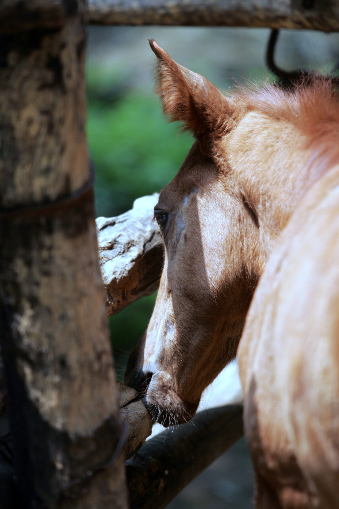 How Nutrition May Affect Your Horses Behavior