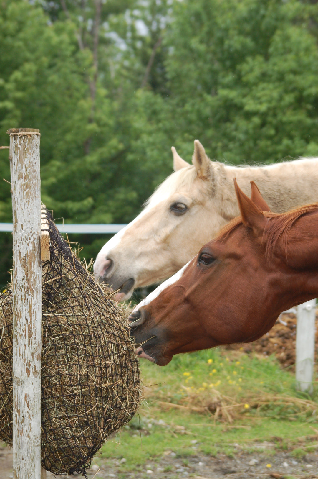 Golden Rules for Feeding Ulcer Prone Horses