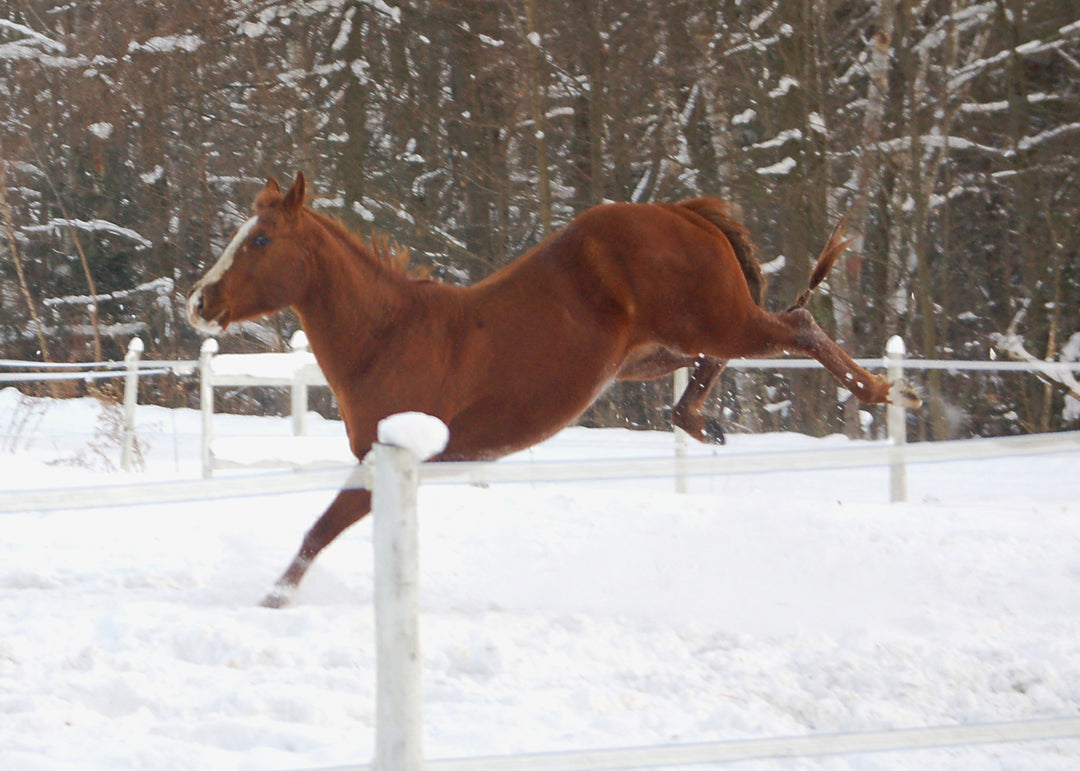 How much forage does your horse need to stay warm this winter?