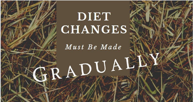 Changing your horses diet?