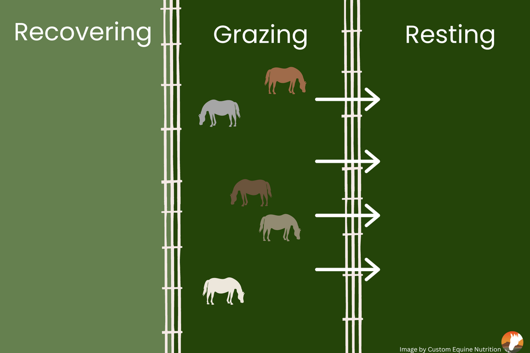 Nutrition Articles – Custom Equine Nutrition