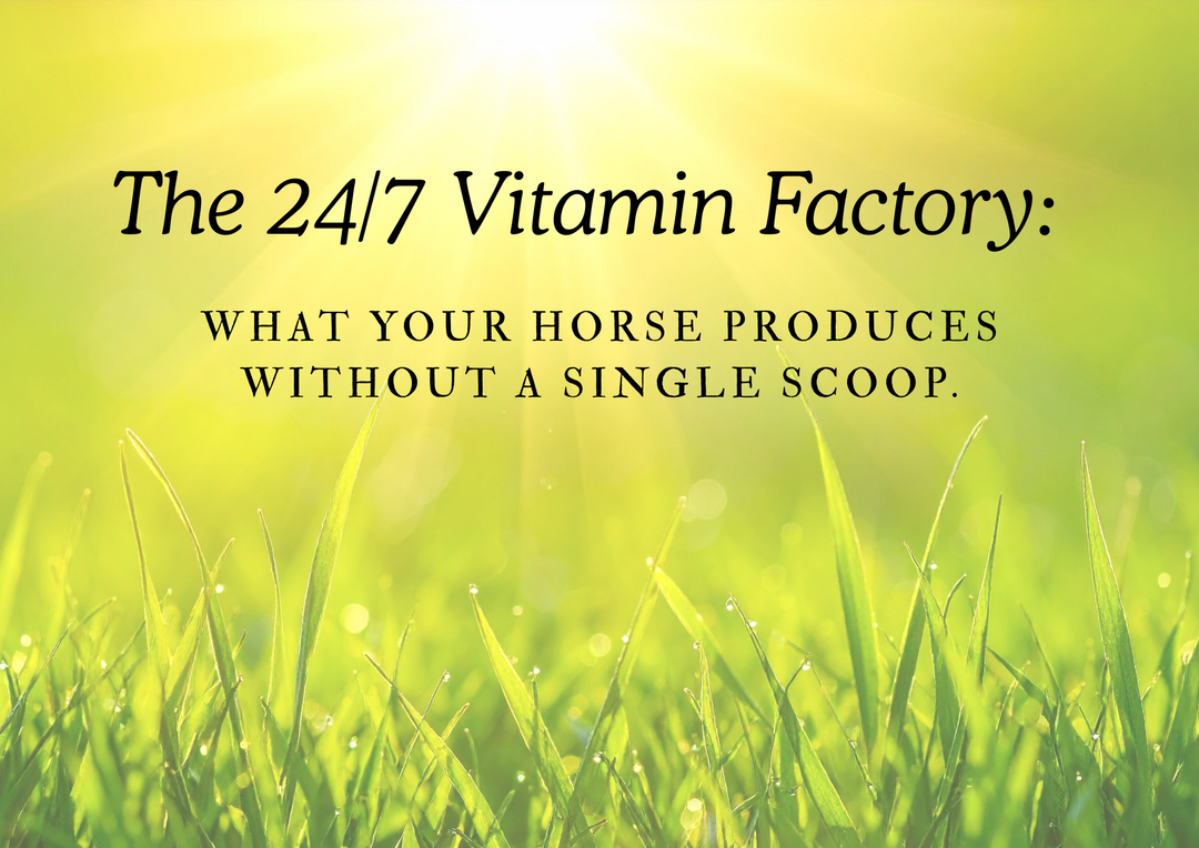 What Vitamins does your horse TRULY need?