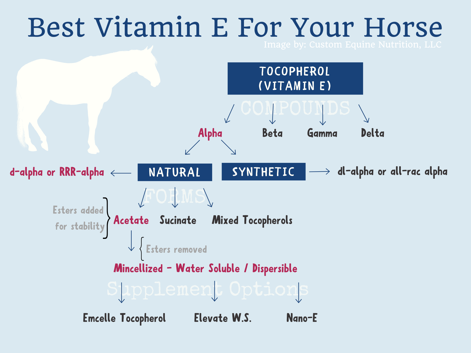 An In Depth Look At Vitamin E