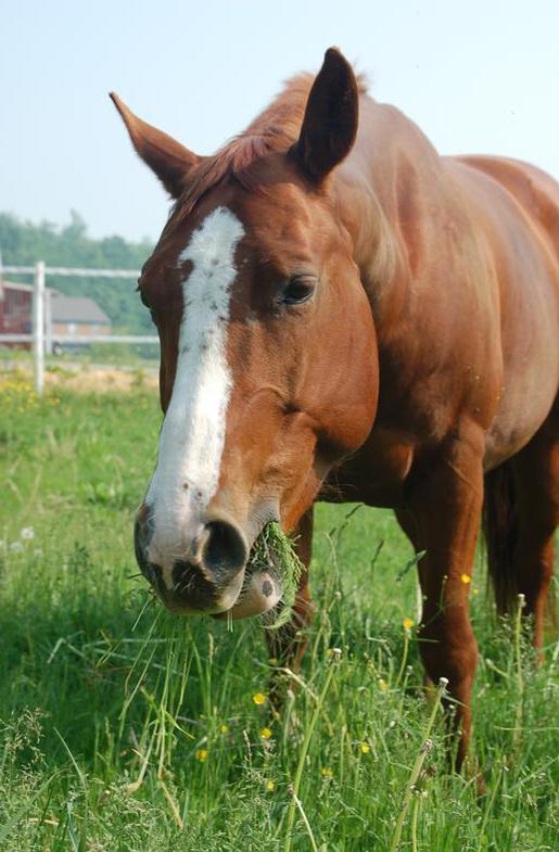 Pasture Strategies for Horses with Metabolic Disorders