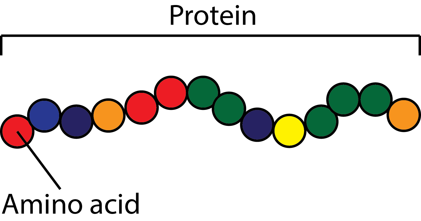 Intro to Protein & Amino Acids